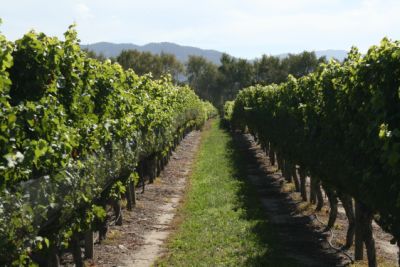 wineyard